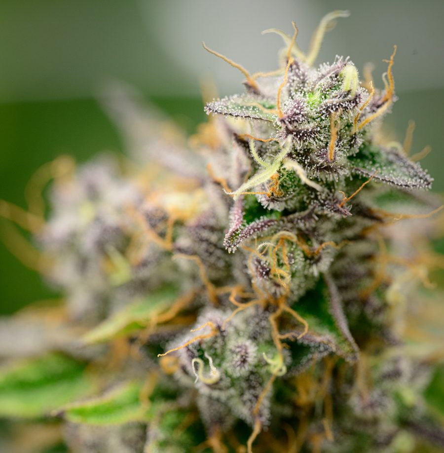 Cannabisblüte vor hellem Hintergrund